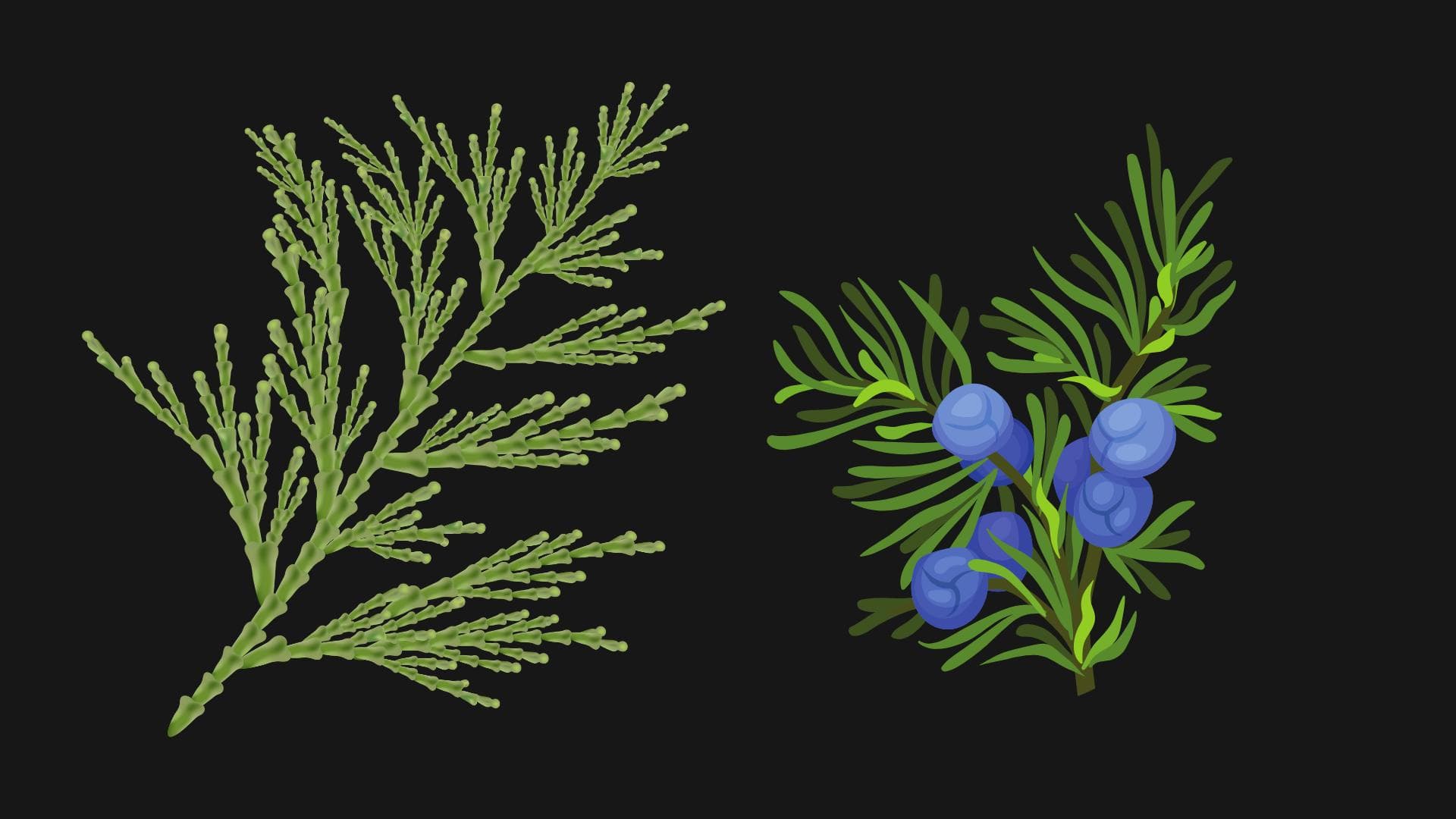 Ardıç Nedir? Faydaları Nelerdir?