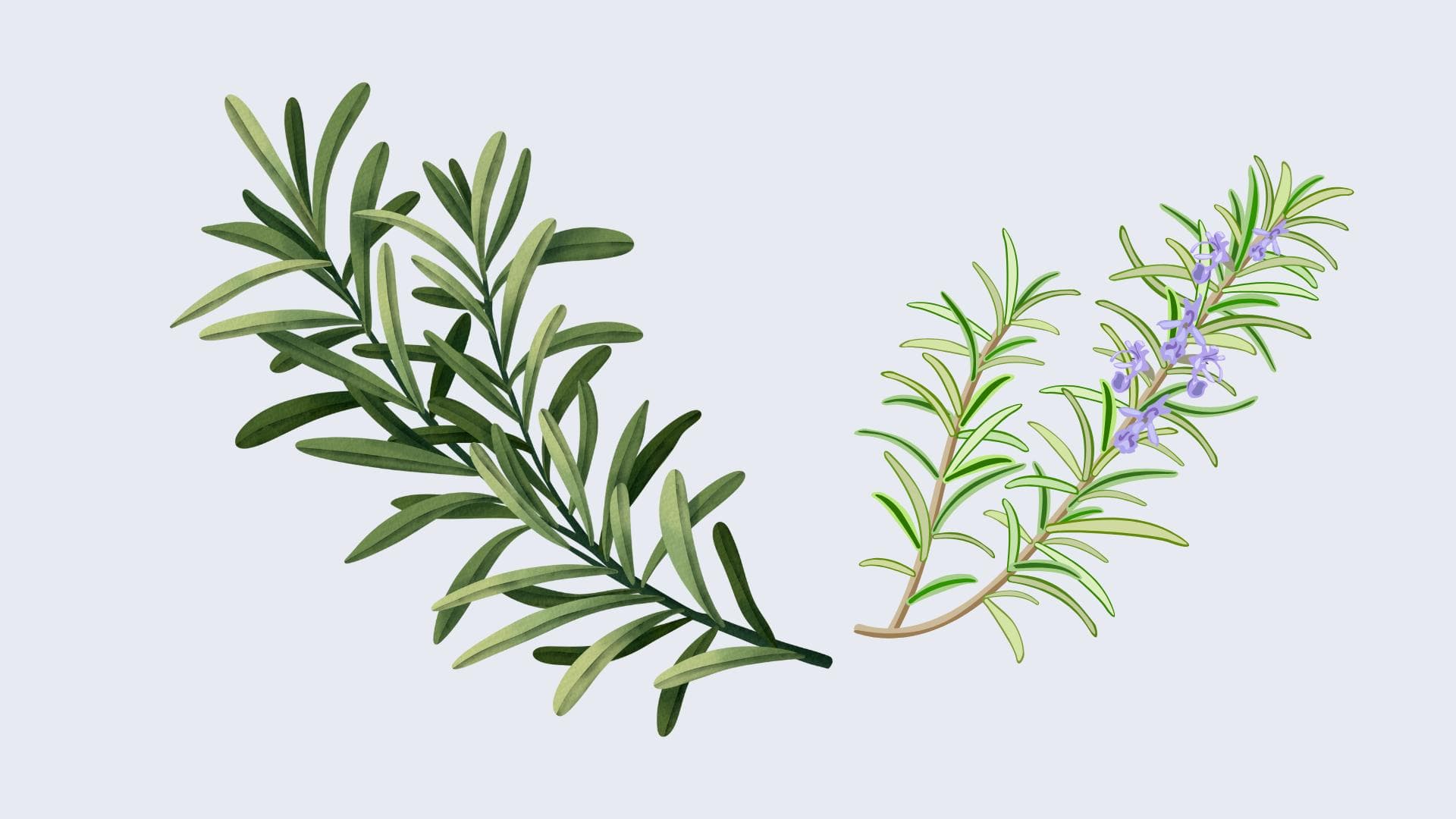 Biberiye nedir? Faydaları Nelerdir?