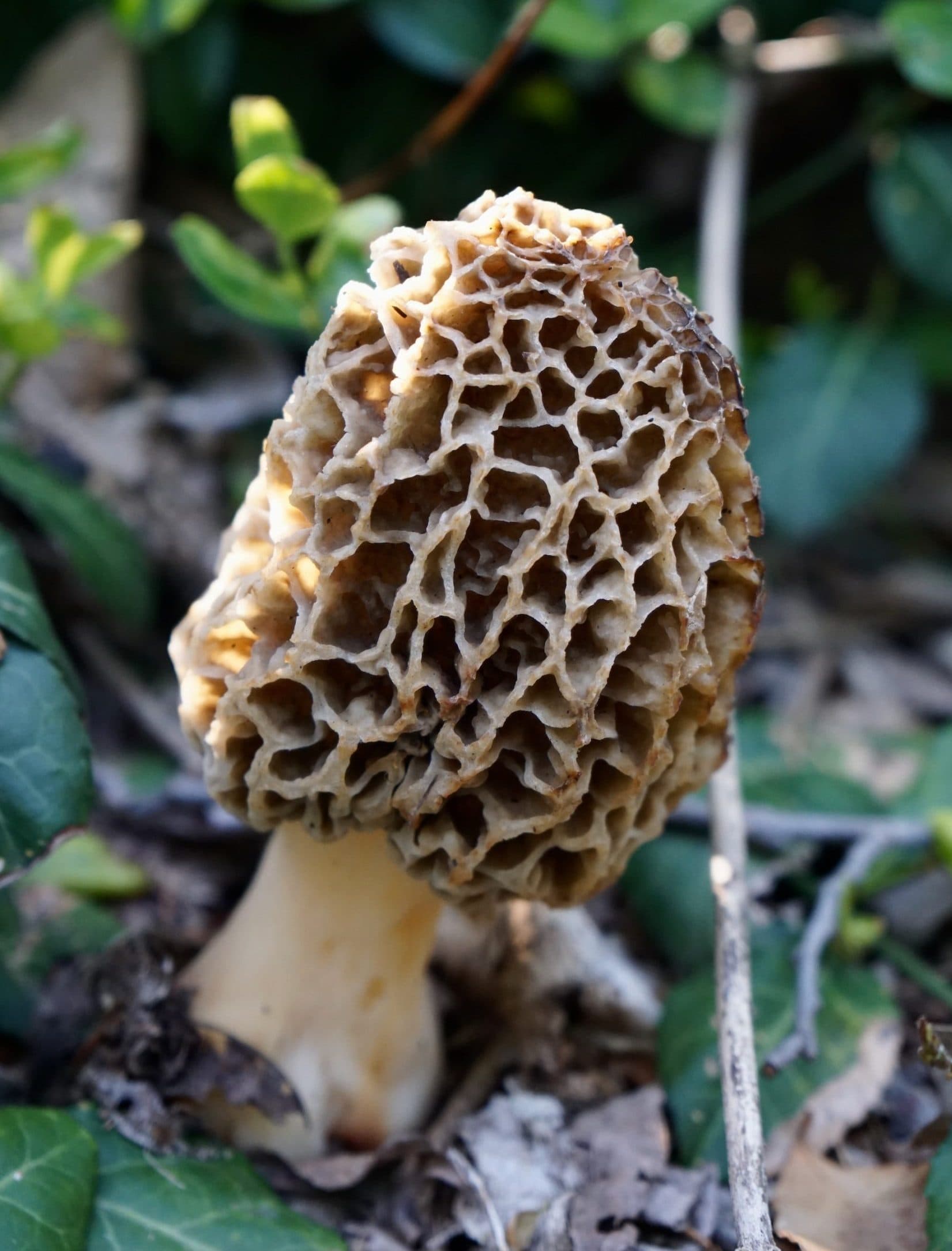 Kuzu Göbeği Mantarı