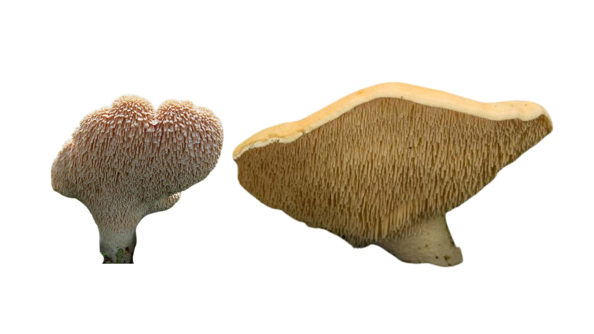 Sığır Dili Mantarı