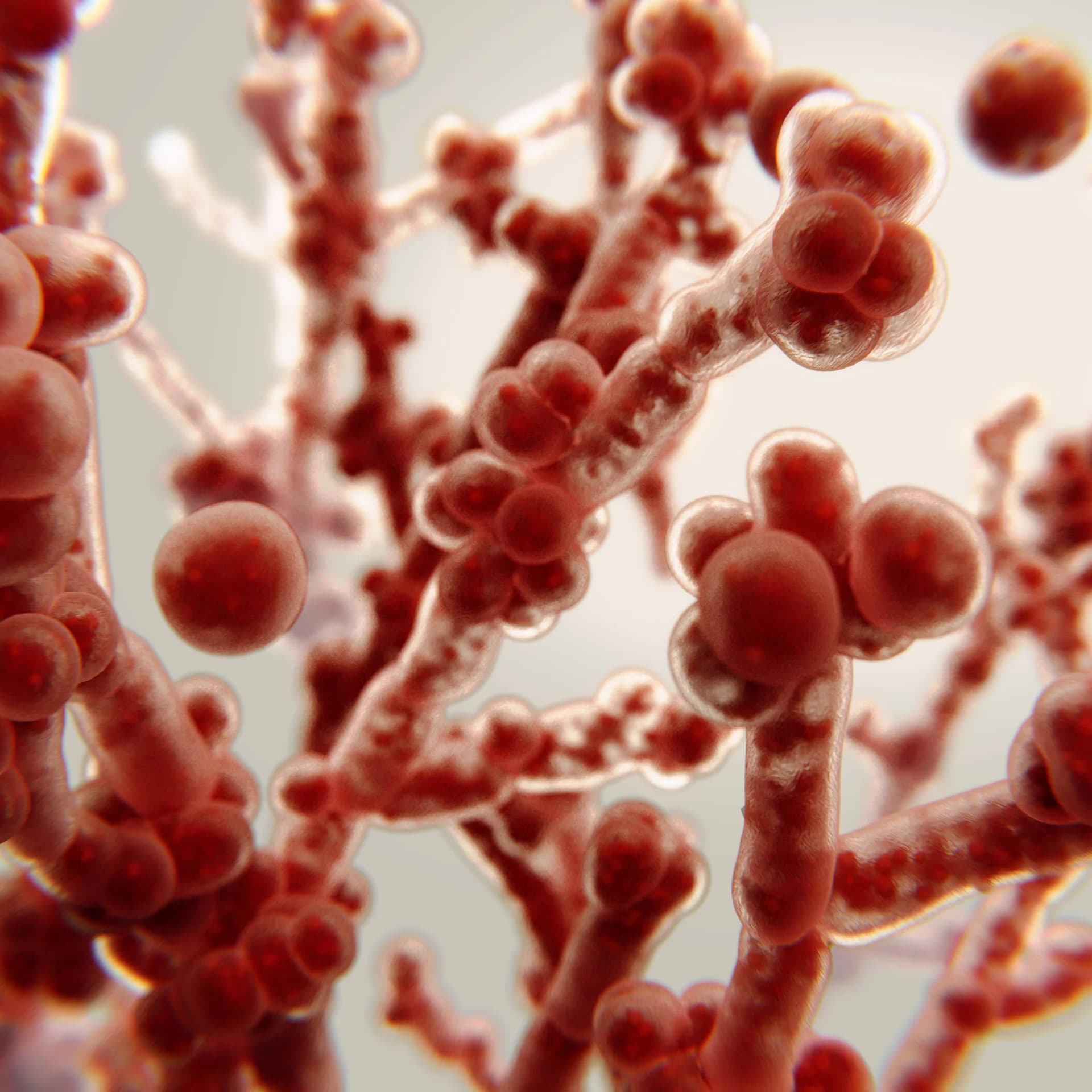 Candida Mantarında Beslenme: Bilimsel Verilere Dayalı Rehber