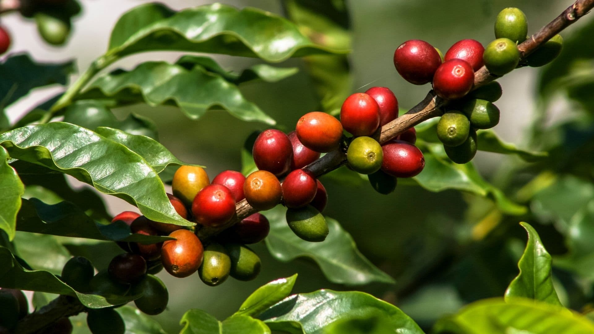 Kahve Nasıl Yetişir? Türkiye’de Kahve Ağacı Yetişir Mi?
