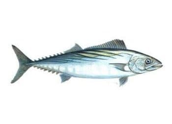 Palamut