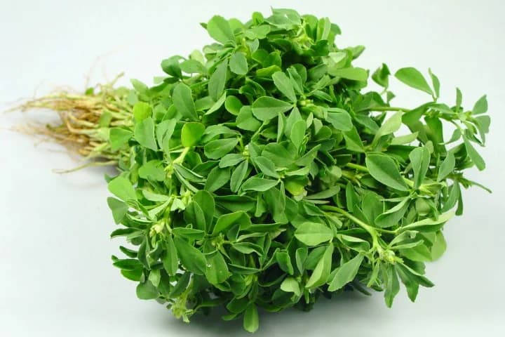 Çemen Otu Nedir? Kullanım Alanları Nelerdir?