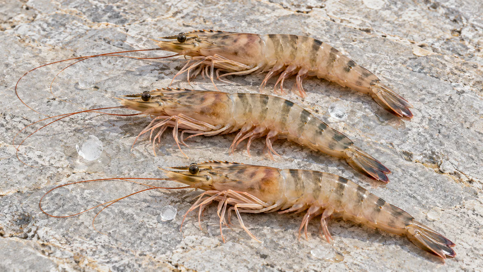 Üç çiğ Akdeniz karidesi (Penaeus kerathurus)