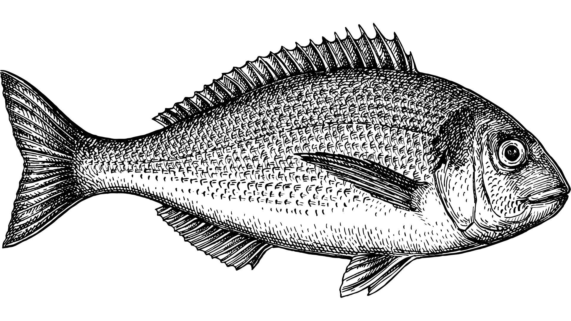 Çipura
