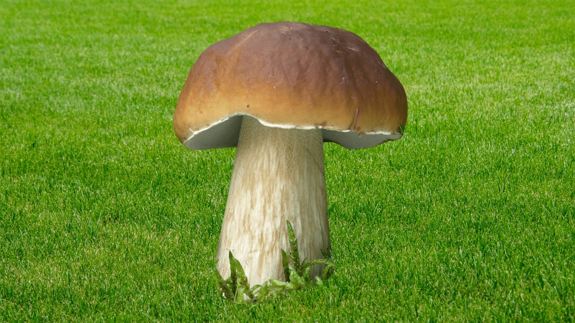 Ayı Mantarı