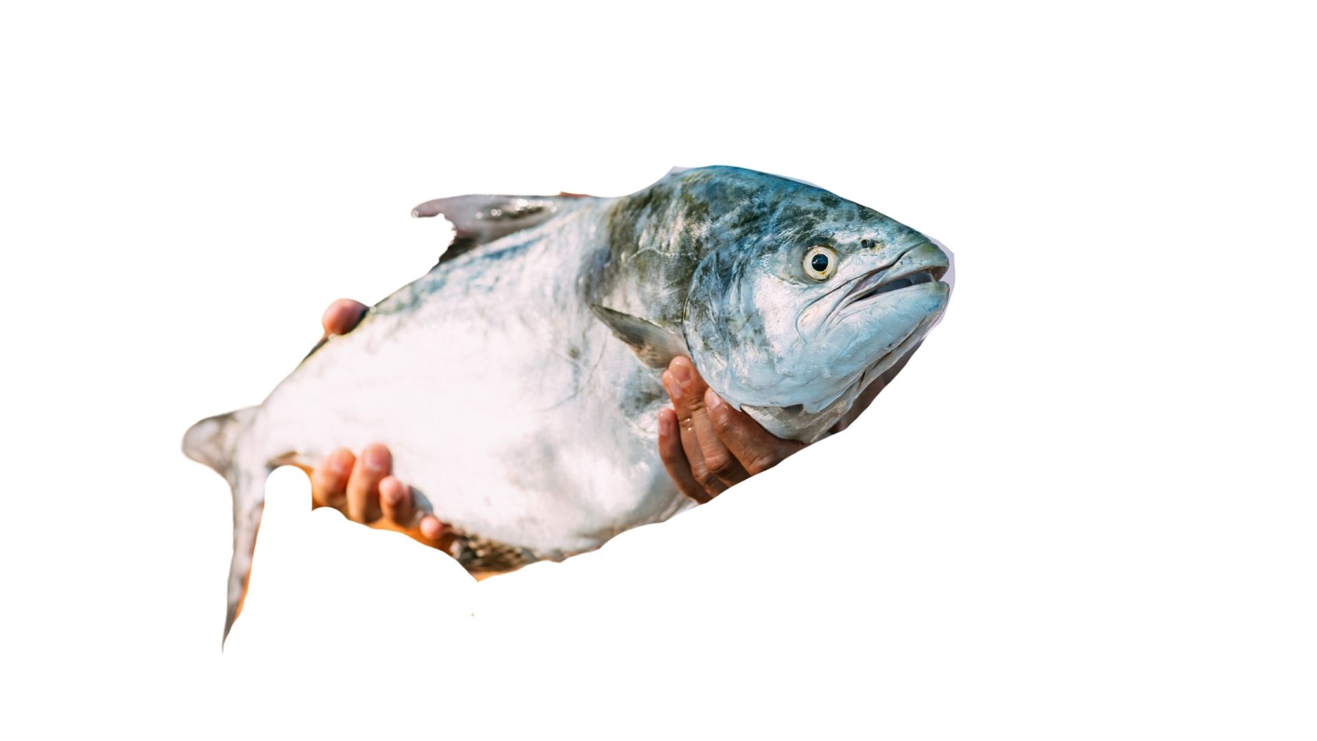Akya