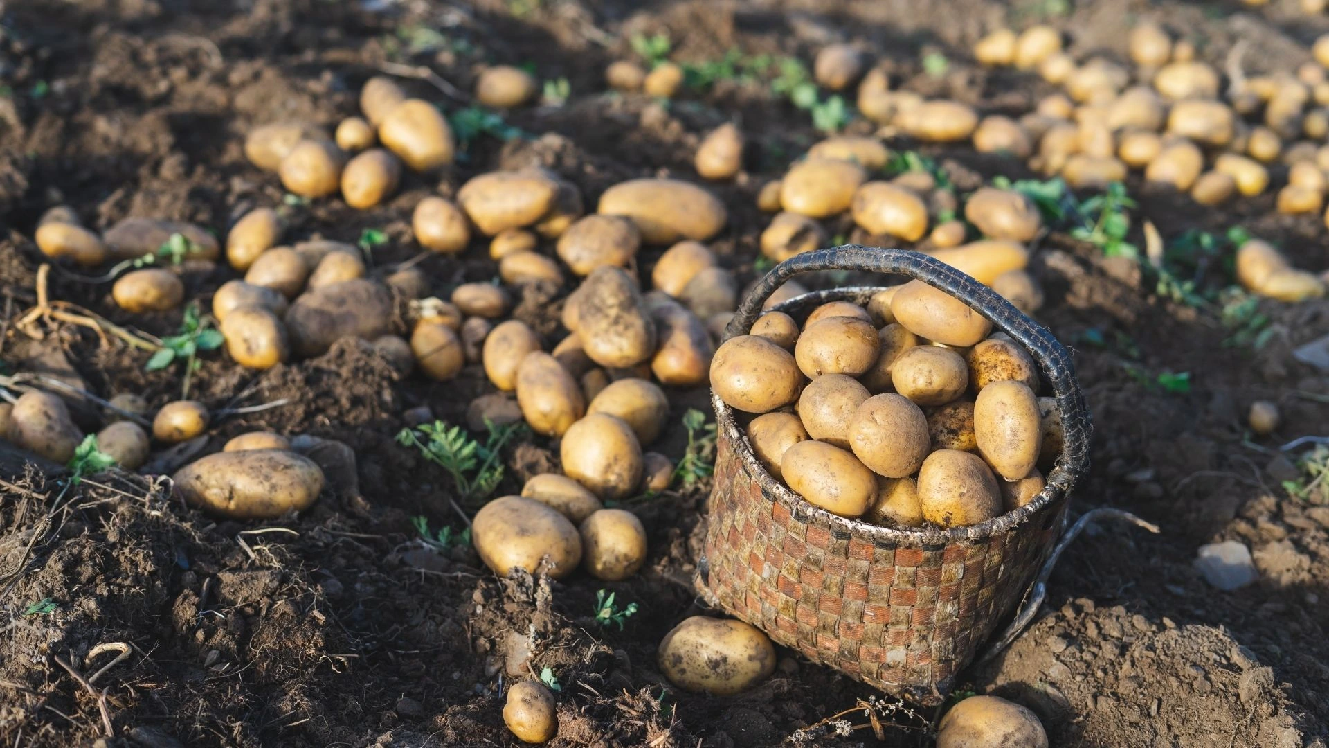 Patates