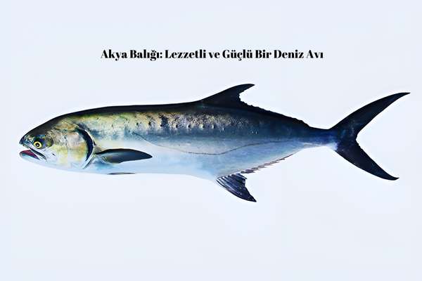 Akya Balığı: Lezzetli ve Güçlü Bir Deniz Avı