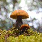 Gelincik Mantarı nedir