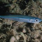 Gümüş Balığı nedir