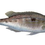 İzmarit Balığı nedir