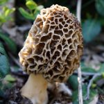 Kuzu Göbeği Mantarı nedir