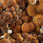 Shiitake Mantarı nedir