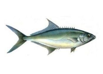 Uskumru-e1608994619188-1