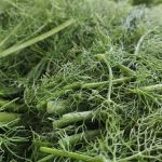 Arapsaçı Otu - Arapsaci Otu 2