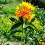 Aspir Otu - Aspir Otu 2