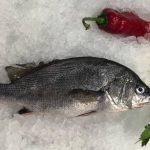 Eşkina Balığı Nedir