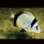 Karagöz Balığı nedir