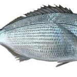 Melanur Balığı nedir