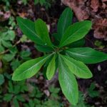 Defne Yaprağı nedir