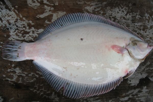 Dil Balığı