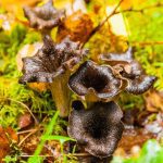 Borazan Mantarı nedir