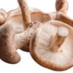 Cincile Mantarı nedir