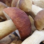 Çörek Mantarı nedir