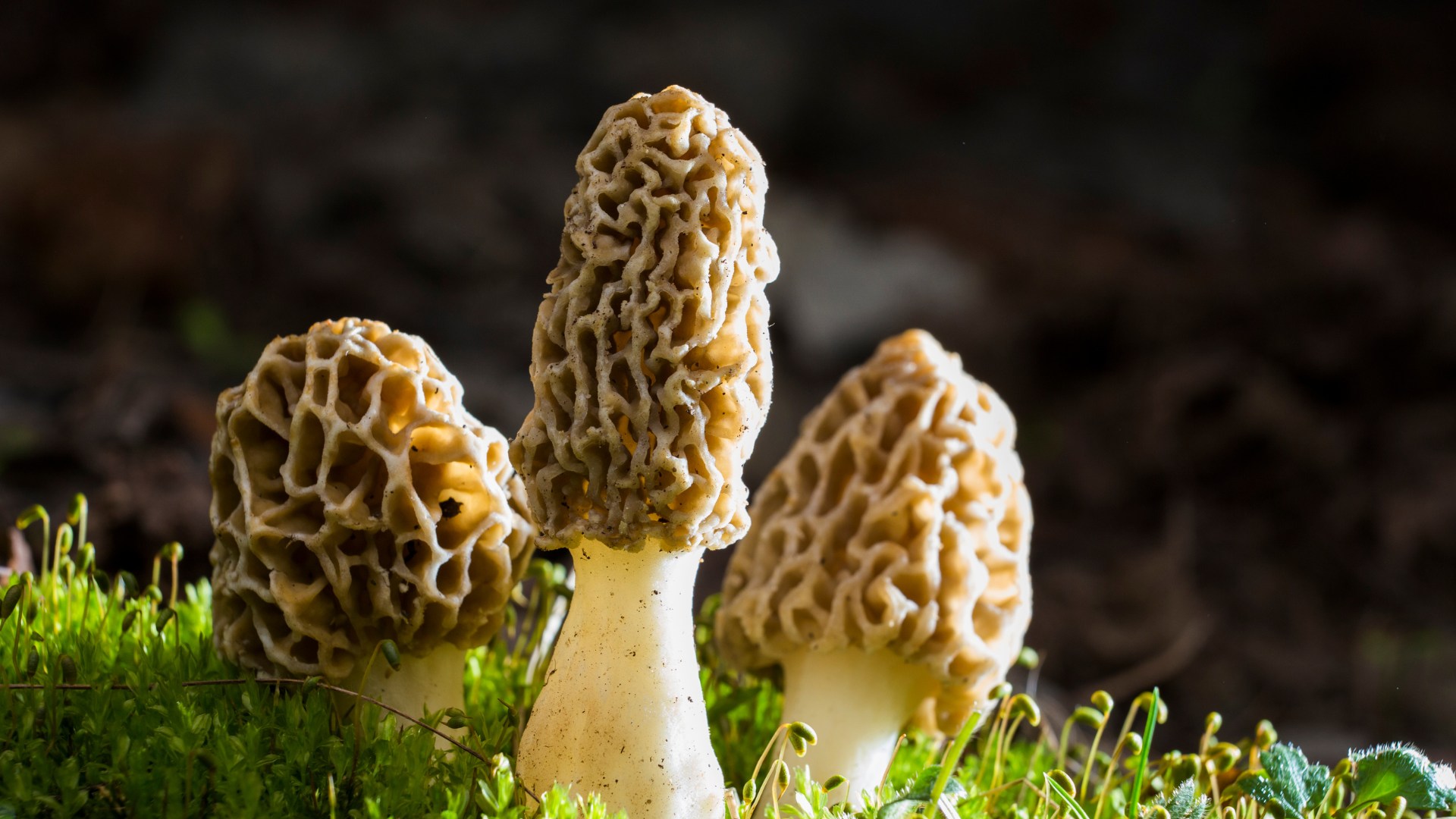 Kuzu gobegi mantari112