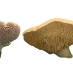 Sığır Dili Mantarı nedir