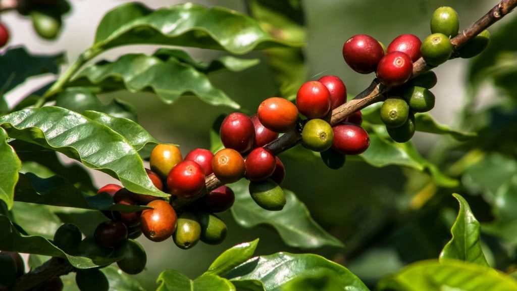 Kahve Nasıl Yetişir? Türkiye’de Kahve Ağacı Yetişir Mi?