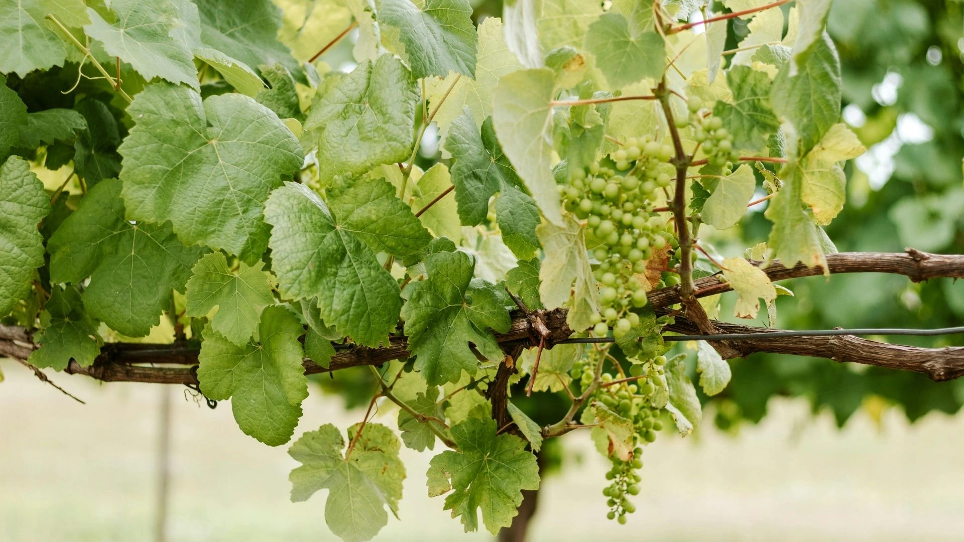 Asma Yaprağı - Asma Yapragi 2