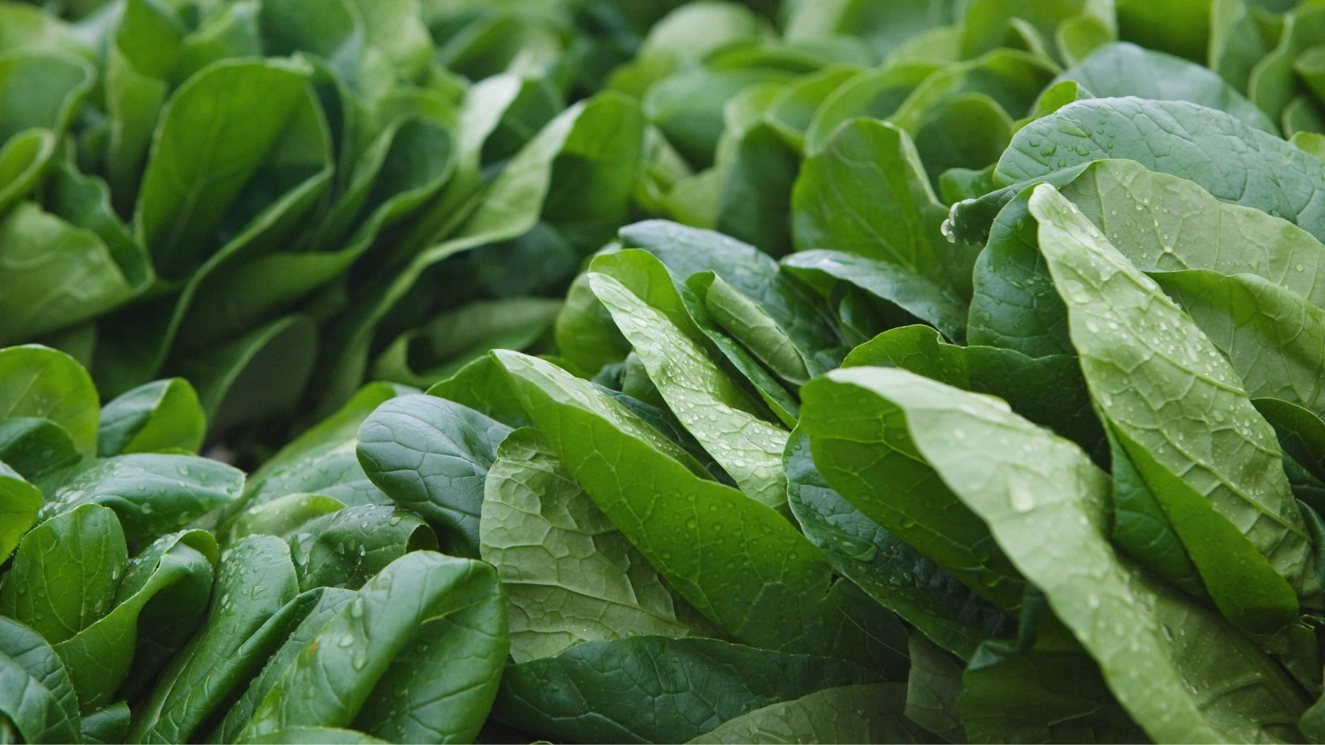 Kolajen artiran besinler 3